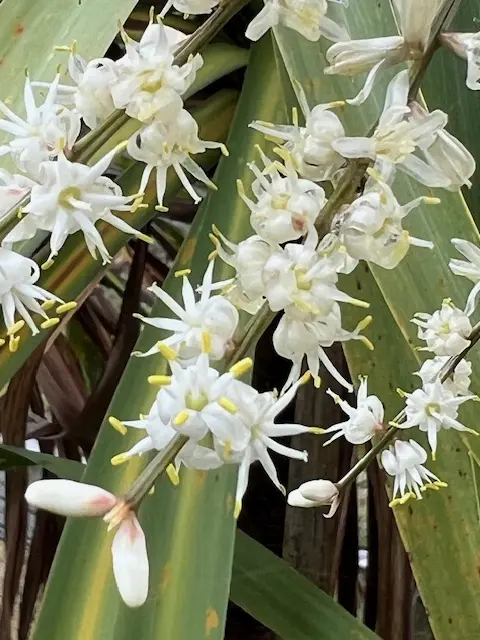 Dragon Tree (Dracaena draco) packet of 10 seeds - Image 6