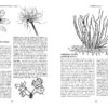 Growing-Plant-Medicine-By-Richo-Cech-Pg-298-299