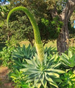 Swan's Neck Agave (Agave attenuata)