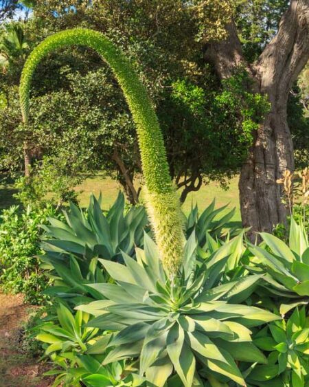 Swan's Neck Agave (Agave attenuata)