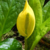 Skunk Cabbage, Western (Lysichiton americanus) potted plant, organic