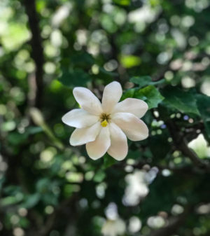 White Gardenia (Gardenia thunbergii)