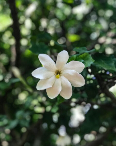 White Gardenia (Gardenia thunbergii)