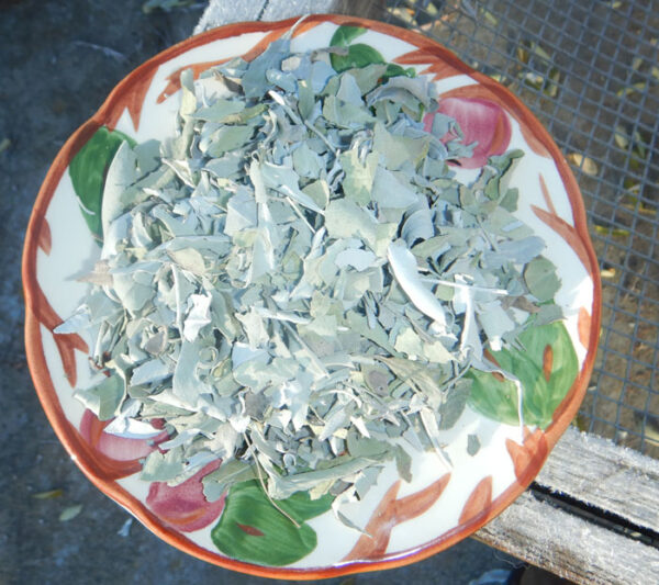 White Sage (Salvia apiana), dried, crushed leaf, 50 gram bag, Organic