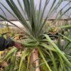 Dragon Tree (Dracaena draco) potted plant, organic - Image 5