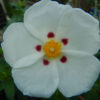 Rock Rose, Crimson Spot (Cistus ladanifer) 9 inch potted shrub, Organic