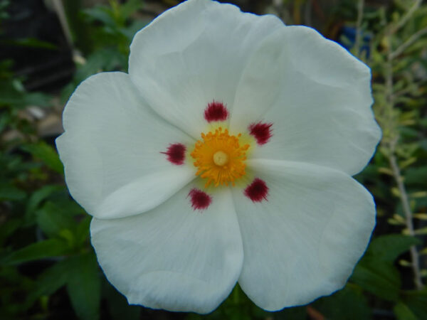 Rock Rose, Crimson Spot (Cistus ladanifer) 9 inch potted shrub, Organic