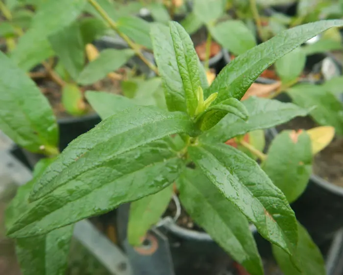 Rock Rose, Crimson Spot (Cistus ladanifer) 9 inch potted shrub, Organic - Image 2