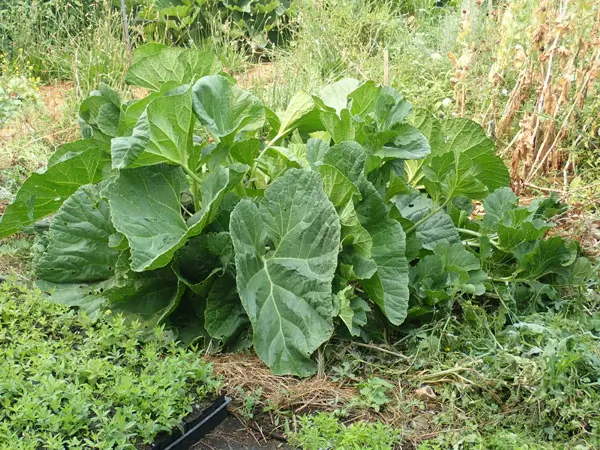 Colewort (Crambe cordifolia), potted plant, organic