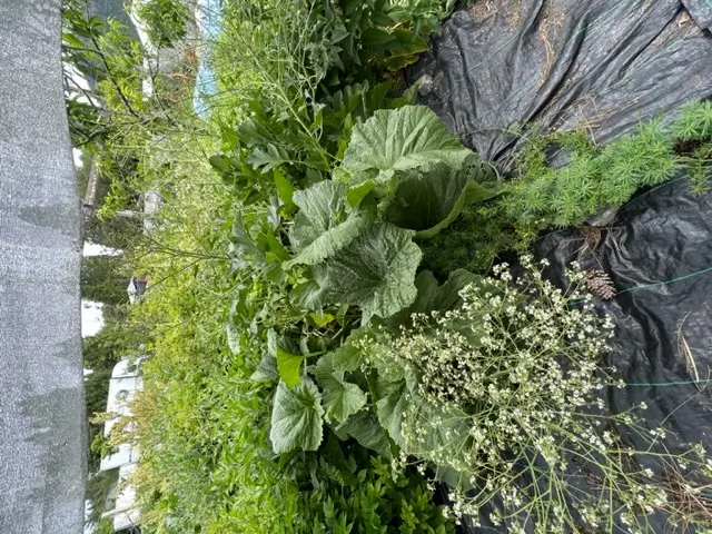 Colewort (Crambe cordifolia), potted plant, organic - Image 3