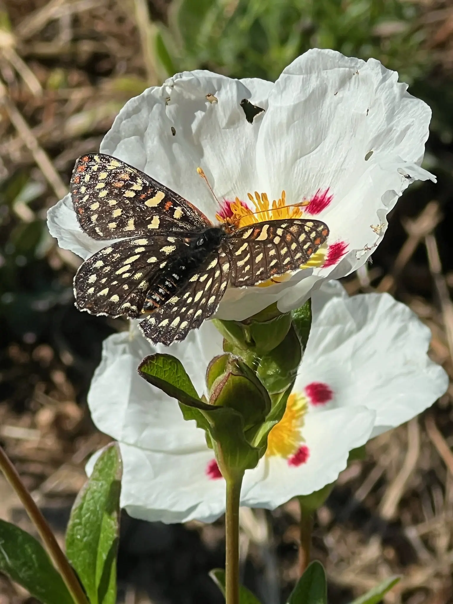 Rock Rose, Crimson Spot (Cistus ladanifer) 9 inch potted shrub, Organic - Image 4