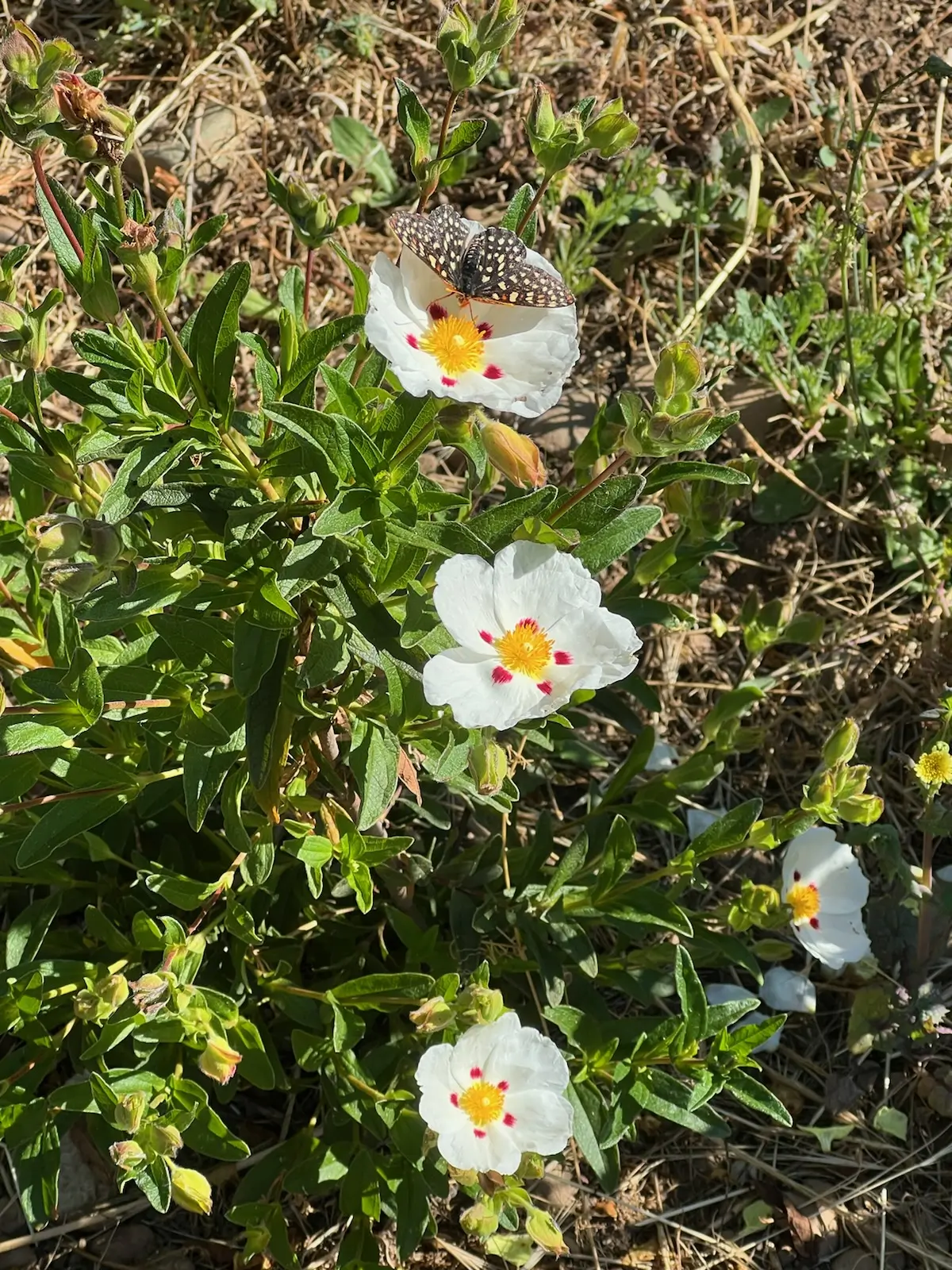 Rock Rose, Crimson Spot (Cistus ladanifer) 9 inch potted shrub, Organic - Image 5