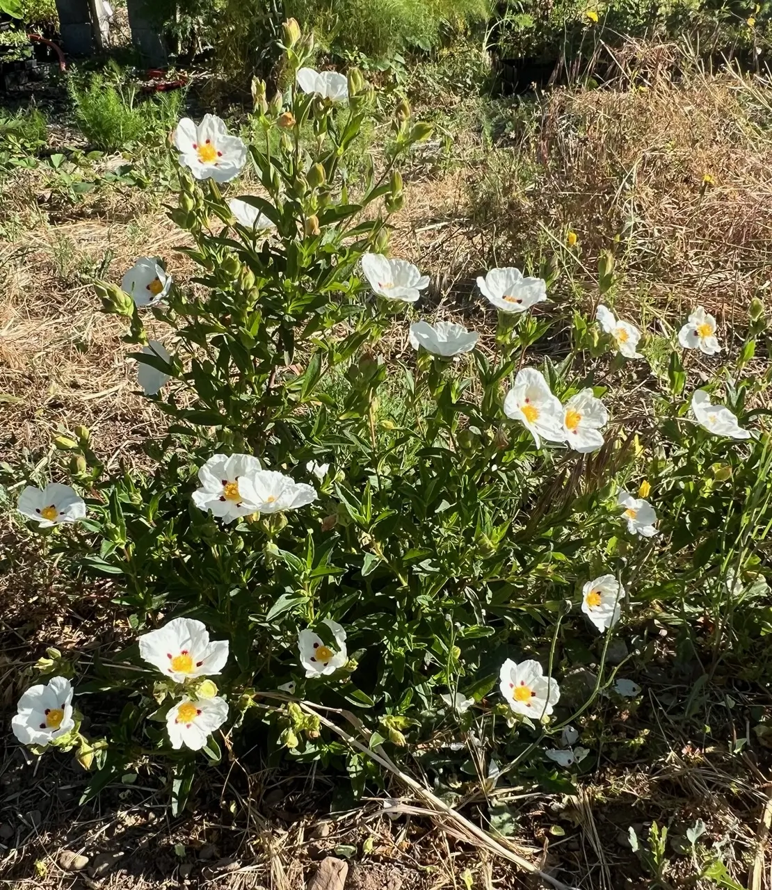 Rock Rose, Crimson Spot (Cistus ladanifer) 9 inch potted shrub, Organic - Image 6