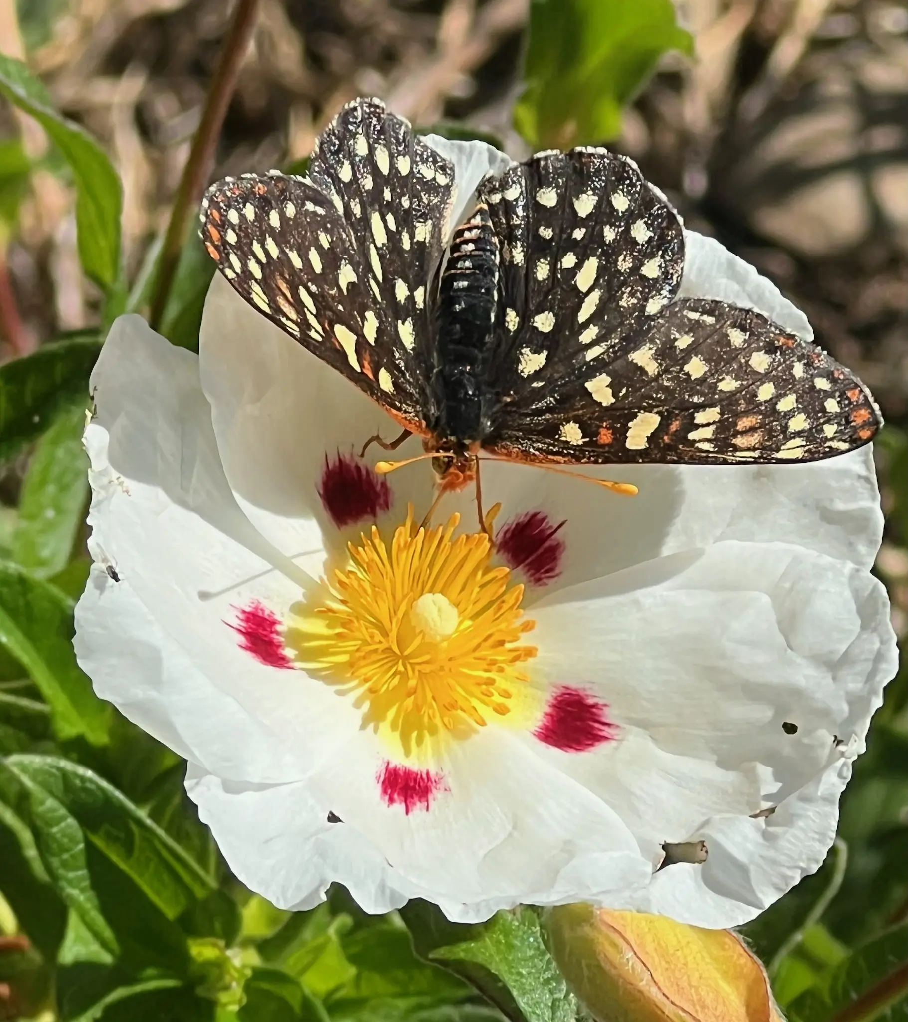 Rock Rose, Crimson Spot (Cistus ladanifer) 9 inch potted shrub, Organic - Image 7