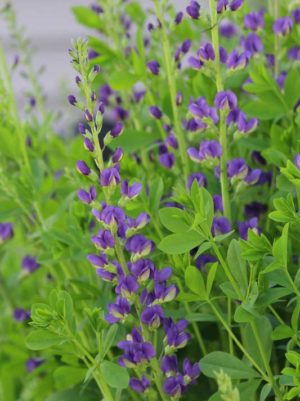 Blue Indigo (Baptisia australis)