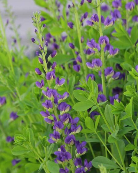 Blue Indigo (Baptisia australis)