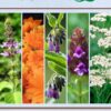 First Time Medicinal Herb Garden