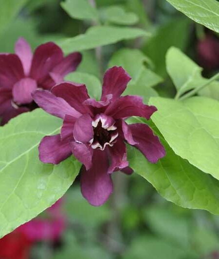 Carolina allspice (Calycanthus floridus)