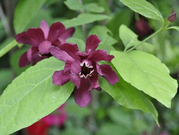 Carolina allspice (Calycanthus floridus)