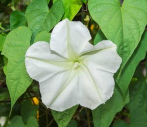 Giant Moonflower Ipomoea alba syn