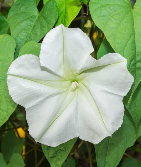 Giant Moonflower Ipomoea alba syn