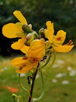 Wild Senna flowers