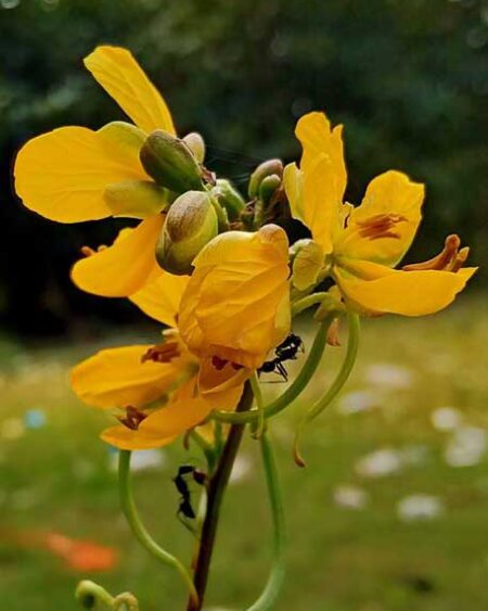 Wild Senna flowers