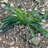Bupleurum, Chinese (Bupleurum chinense, Bei-chai-hu) potted plant, organic - Image 2