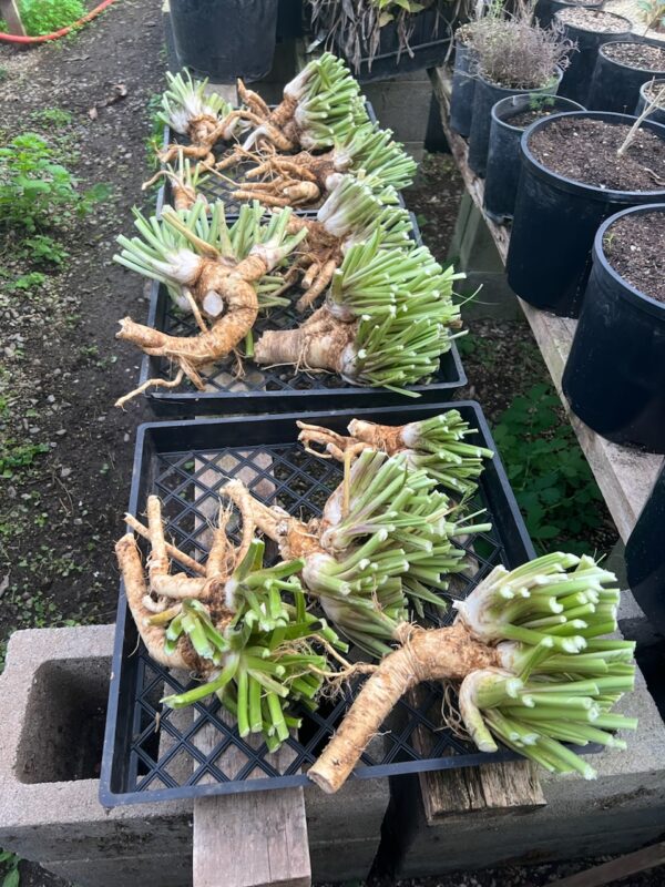 Horseradish, Czech (Cochlearia armoracia), potted plant, organic - Image 3