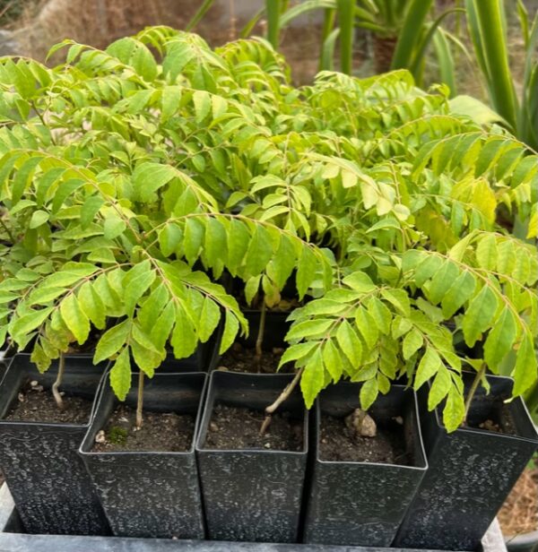 Curry Leaf Tree (Murraya koenigii) potted tree in a 9 inch pot