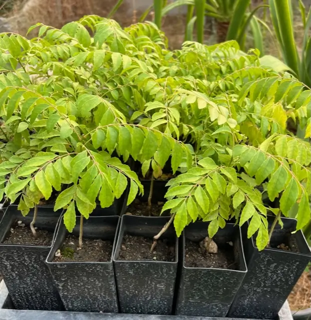 Curry Leaf Tree (Murraya koenigii) potted tree in a 9 inch deep pot