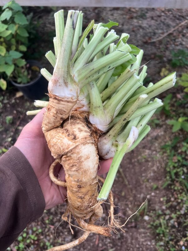 Horseradish, Czech (Cochlearia armoracia), potted plant, organic - Image 4
