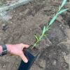 Willow, Weeping (Salix babylonica) potted tree in a 9 inch deep pot, organic
