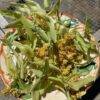 Linden Tree Flowers (Tilia cordata), whole dried flowers with bract, 30 g bag, organic