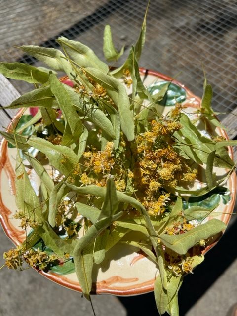 Linden Dried Leaves & Flowers - Youherbit