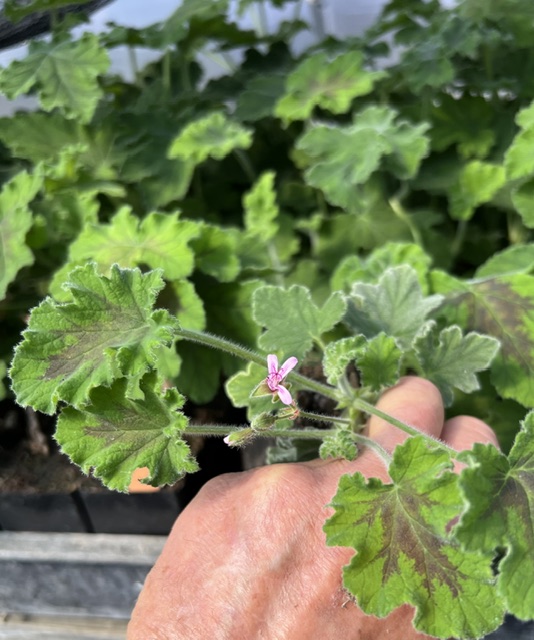 Geranium, Scented "Chocolate Peppermint" (Pelargonium tomentosum) plant, organic - Image 2