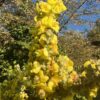 Mullein, Giant Silver (Verbascum bombyciferum) seeds, organic - Image 2