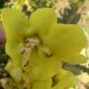 Mullein, Giant Silver (Verbascum bombyciferum) seeds, organic - Image 3