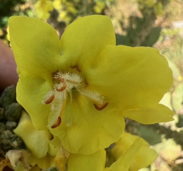 Mullein, Giant Silver (Verbascum bombyciferum) seeds, organic - Image 3