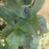 Mullein, Giant Silver (Verbascum bombyciferum) seeds, organic - Image 4