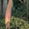 Aloe reitzii (Reitz's Aloe), packet of 20 seeds - Image 2