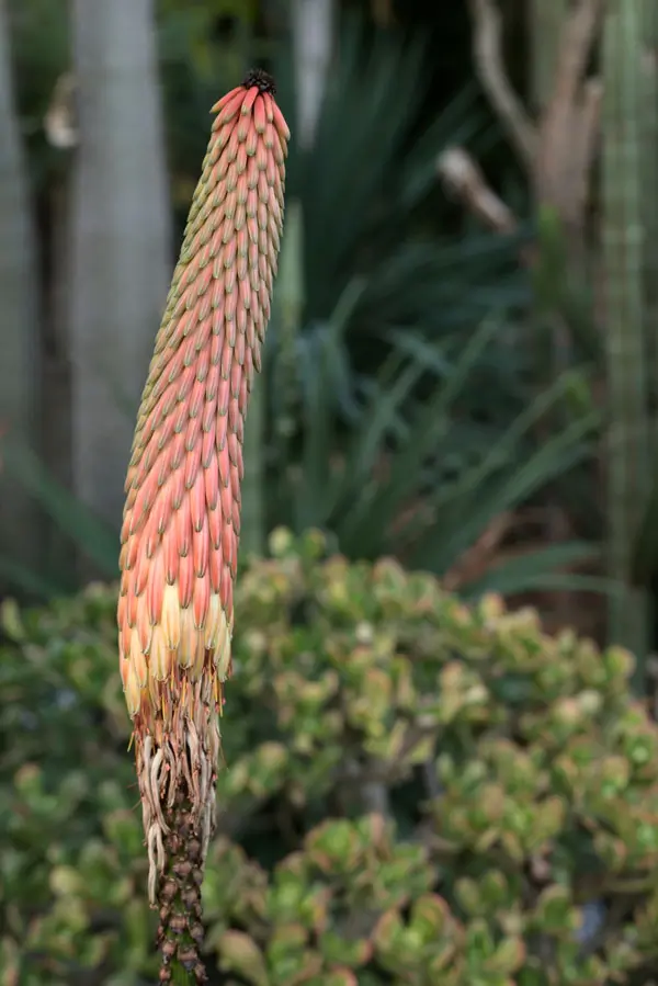 Aloe reitzii (Reitz's Aloe), packet of 20 seeds - Image 2