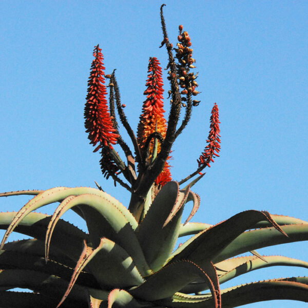 Aloe reitzii (Reitz's Aloe), packet of 20 seeds