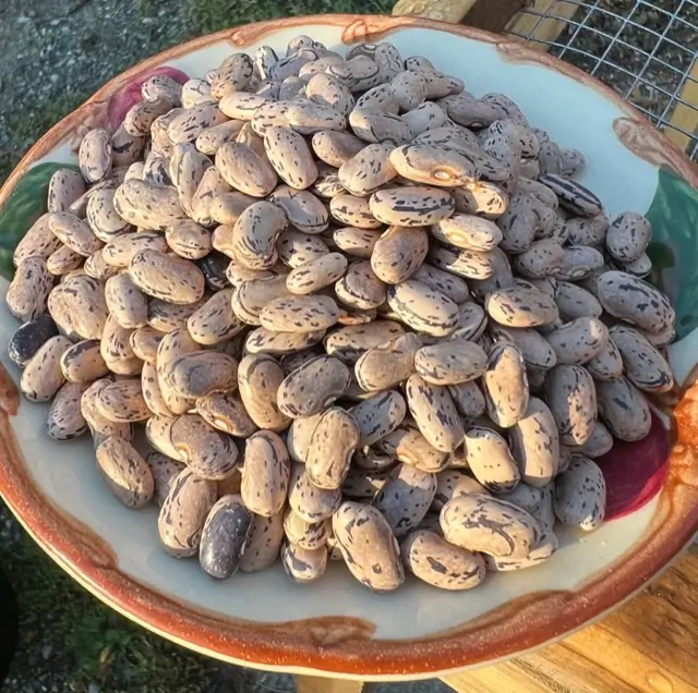 Bean, Dragon Langerie Bush (Phaseolus vulgaris), packet of 20 seeds, Organic - Image 4