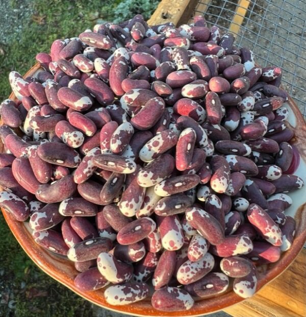 Bean, Jacob's Cattle (Phaseolus vulgaris), packet of 20 seeds, organic