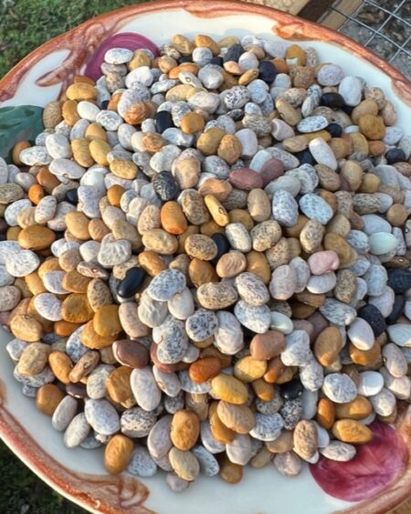 Bean, Tepary (Phaseolus acutifolius), packet of 20 seeds