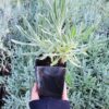 Lavender, Broadleaf (Lavandula latifolia) plant in a 4-inch pot, organic
