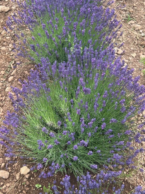 Lavender, Hidcote (Lavandula angustifolia var. hidcote) potted plant, organic