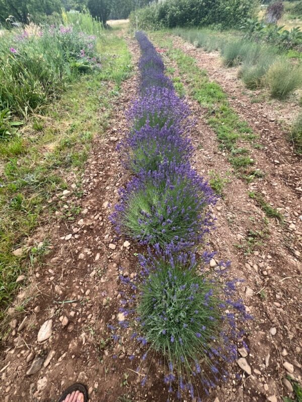 Lavender, Hidcote (Lavandula angustifolia var. hidcote) potted plant, organic - Image 5