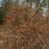 Rose, California Wild (Rosa californica) seeds - Image 2